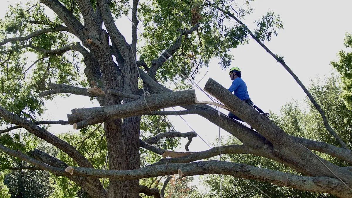 Professional Hazardous Tree Removal performed by certified arborists in Orangeburg